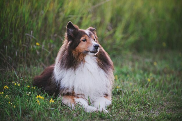 写真 野原を眺めている犬の景色