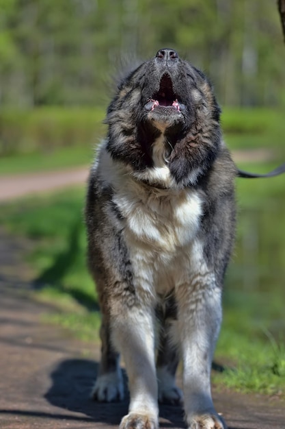 写真 犬が目をそらしている様子