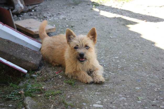 写真 裏庭に横たわっている犬の景色