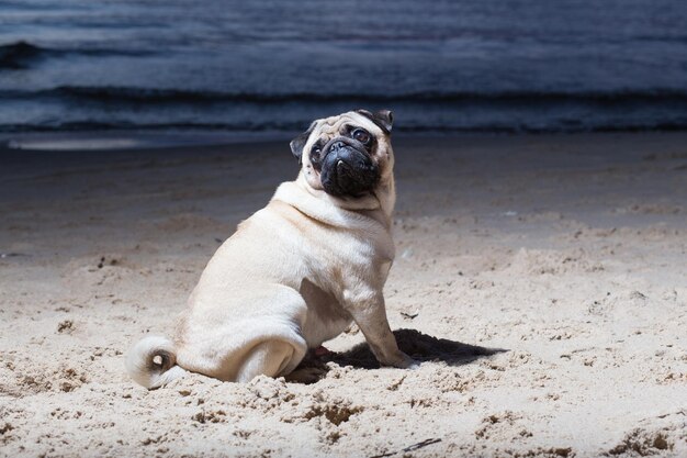 写真 ビーチの犬の景色