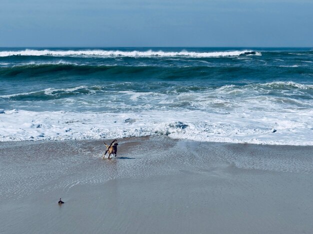 写真 ビーチの犬の景色