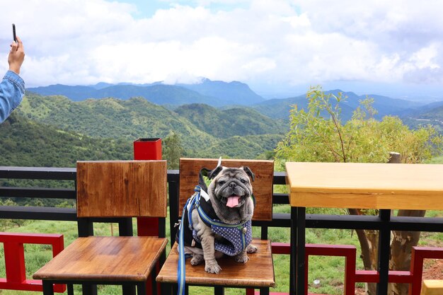 写真 山脈を背景にベンチに座っている犬の景色