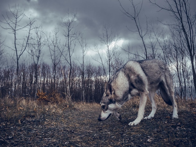 写真 空に照らされた野原の犬の景色