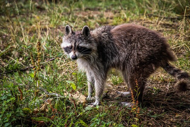 写真 フィールドでの犬の景色