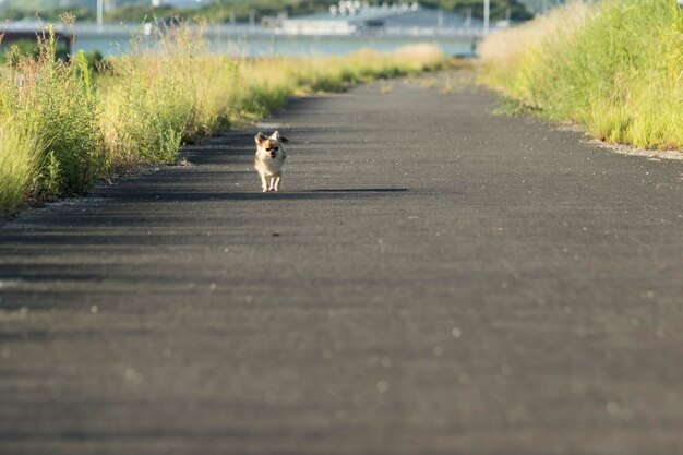 写真 道路上の犬の景色