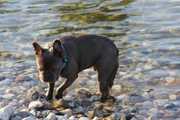 写真 ビーチの岩の上にある犬の景色