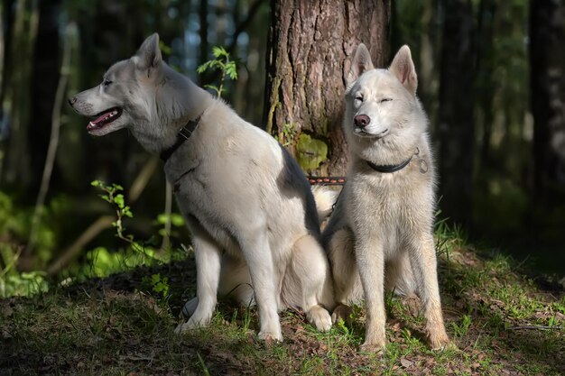 写真 野原での犬の景色