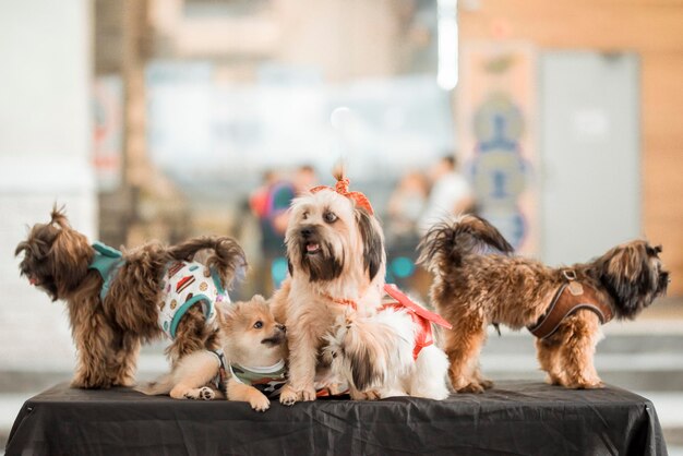 写真 犬の見方