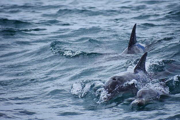 写真 海で泳ぐイルカの景色