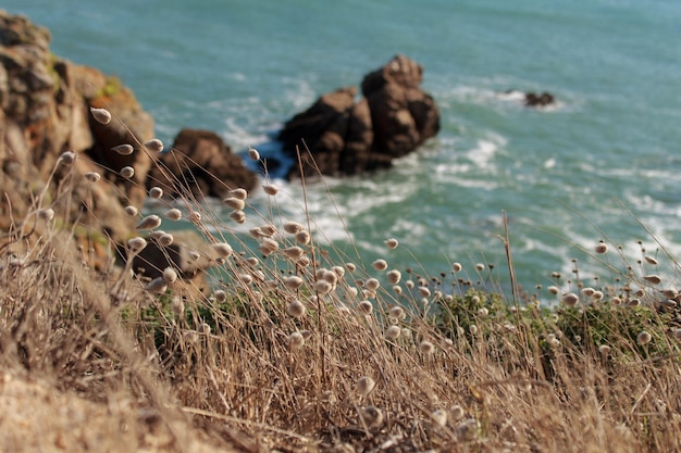 写真 海岸の乾いた草の景色