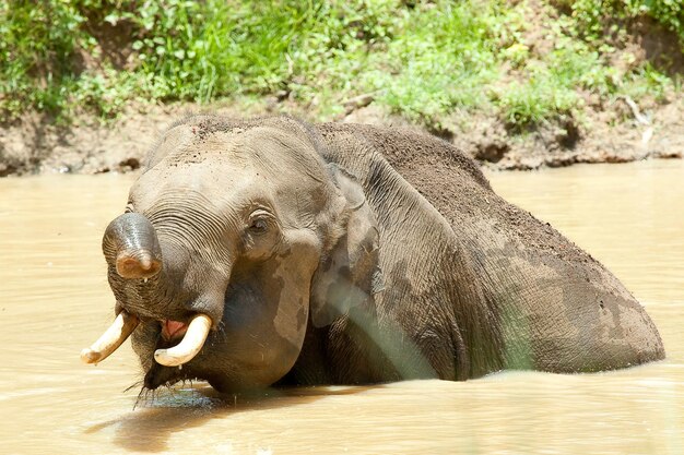 写真 ゾウが飲む水の景色