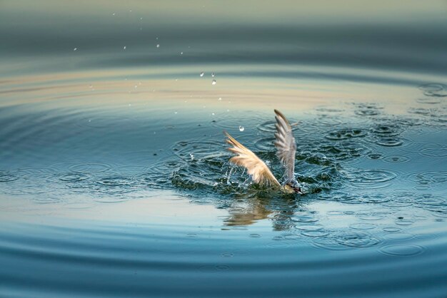 写真 湖で泳ぐ魚の景色