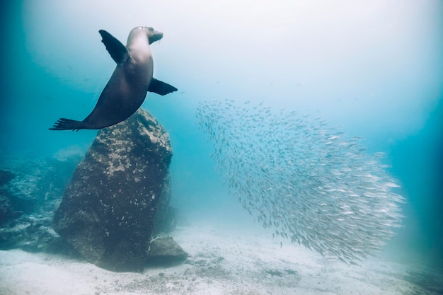 写真 海で泳ぐ魚の景色