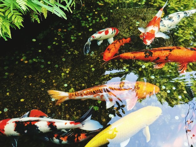 写真 海で泳ぐ魚の景色