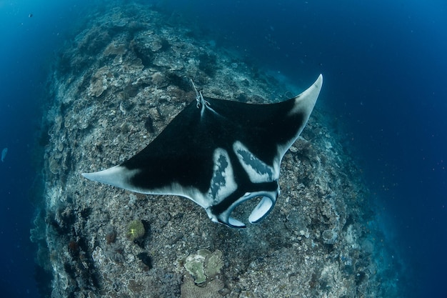 写真 海で泳ぐ魚の景色