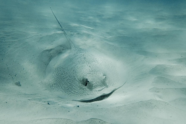 写真 海で泳ぐ魚の景色