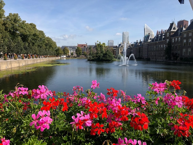 写真 建物の反対側にある川の花の植物の景色