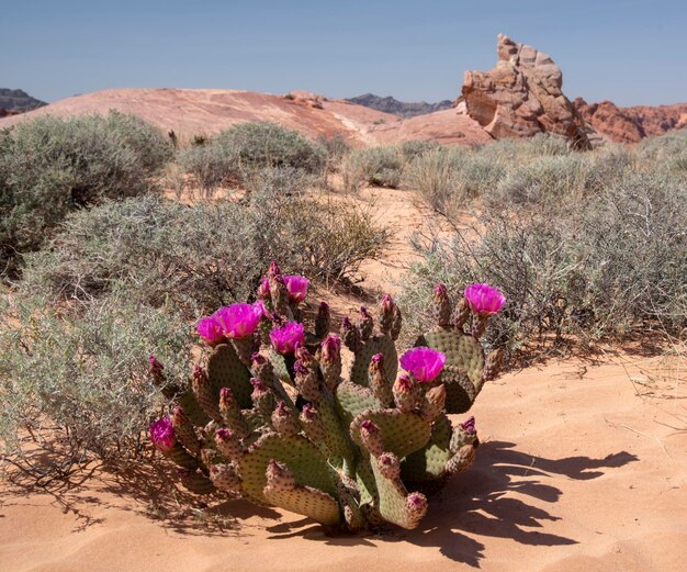 写真 砂漠 の 花 の 植物 の 景色