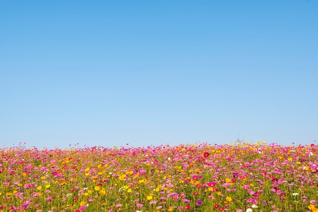 写真 澄んだ青い空を背景に畑で花をかせる植物の景色