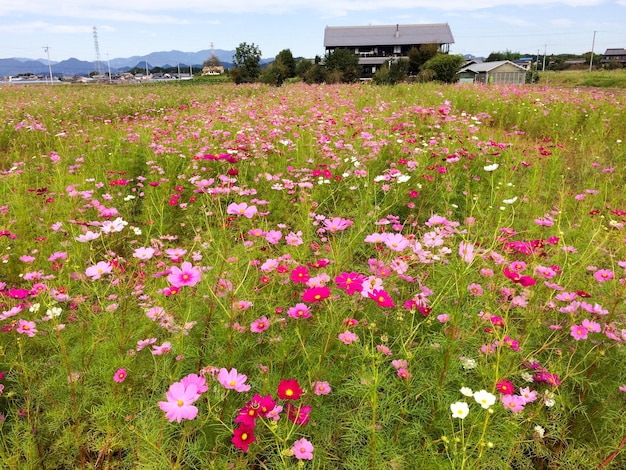 写真 畑で花をかせる植物の景色