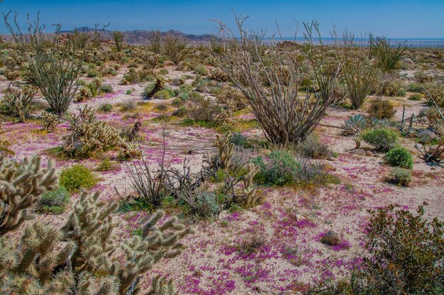 写真 陸上の花の植物の景色