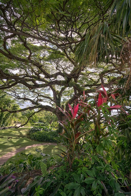 写真 森で花をかせている木の景色