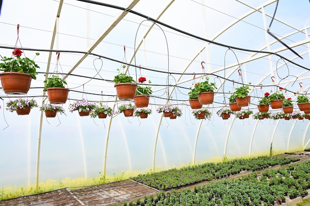 Фото Вид на подвесные корзины или горшки с цветами в теплице с системой капельного орошения