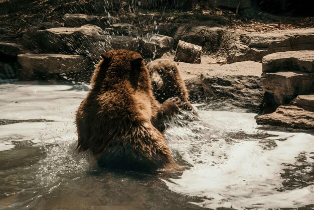 Фото Вид жирафа в воде