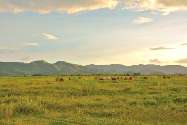 Фото Вид на зеленые поля с пасущимися коровами. горы и закат на заднем плане.
