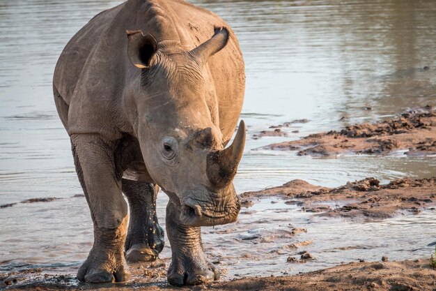 写真 馬が飲む水の景色