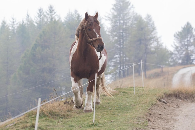 写真 野原での馬の景色