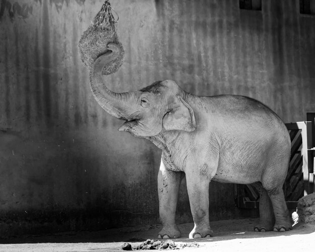 写真 動物園の馬の景色