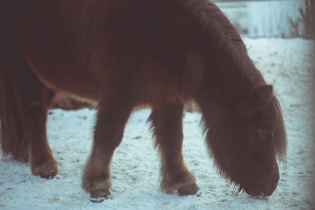 写真 冬の野原での馬の景色