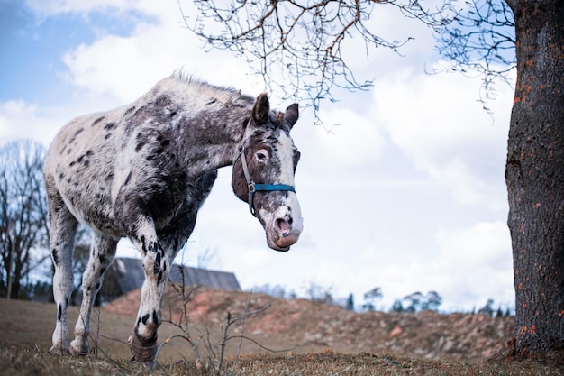 写真 野原での馬の景色