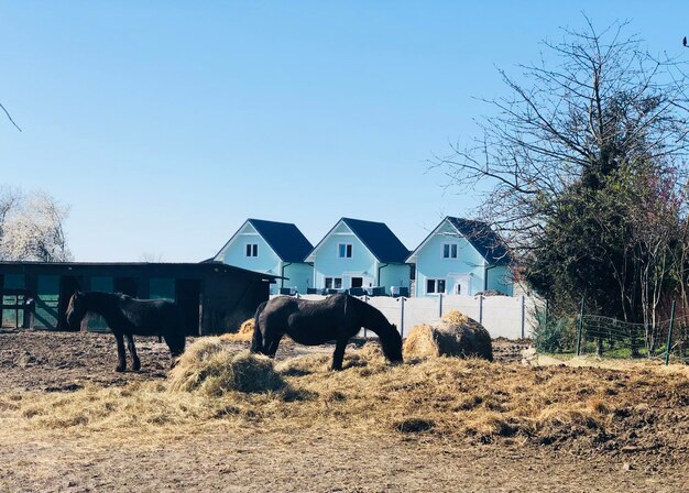 写真 空に照らされた野原の馬の景色