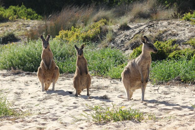 Фото Вид кенгуру на берегу