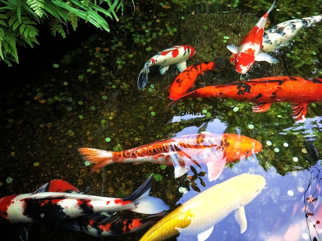 写真 海中のコイ魚の景色