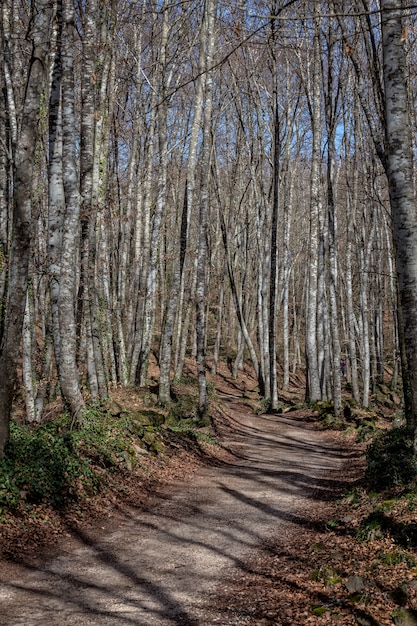 写真 la fageda den jorda、スペインのオロトの町の近くのgarrotxa火山地帯自然公園のブナの木の森の眺め