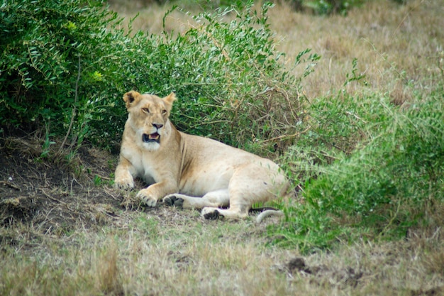 写真 草原でリラックスしているライオンの景色