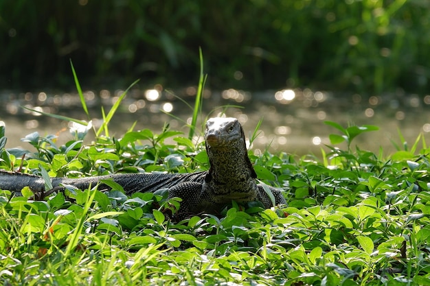 写真 野原でのトカゲの景色