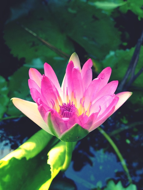 Фото Вид на цветок лотоса