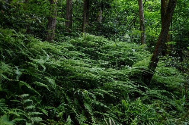 写真 森 の 茂る 樹木 の 景色