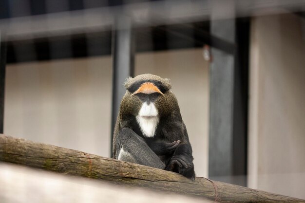 Фото Вид обезьяны, сидящей в зоопарке