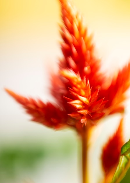 写真 自然なぼやけた花の眺め