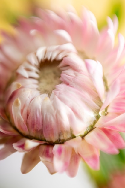 写真 自然なぼやけた花の眺め