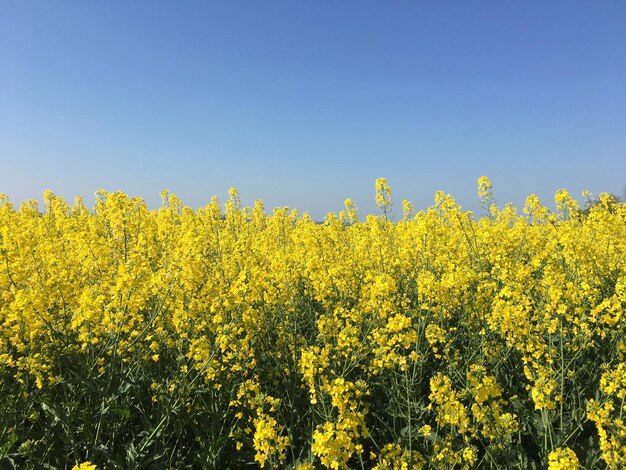 写真 晴れた空を背景にオイルシードラップの畑の景色