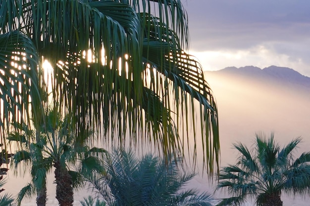 Фото Вид на пальмы на фоне неба на рассвете