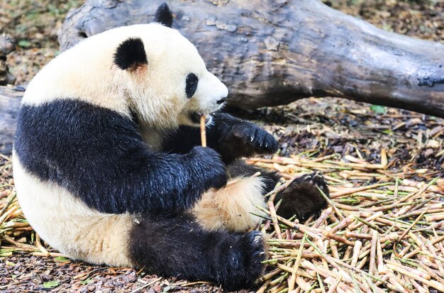 写真 陸上に座っているパンダの景色