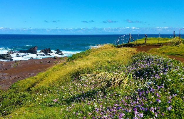 写真 静かな青い海の背景にある植物の景色