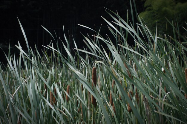 Фото Вид растений ночью
